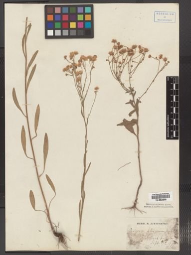 Erigeron strigosus