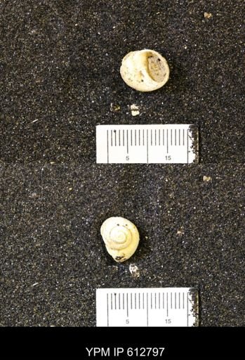 Vanikoropsis sp.