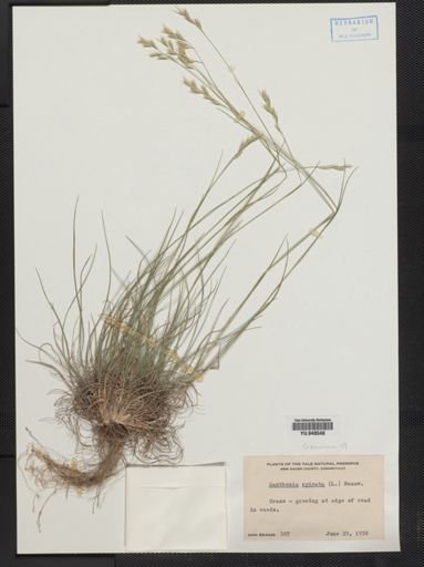 Danthonia spicata