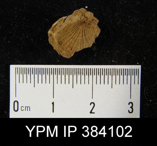 Leptocoelia sp.