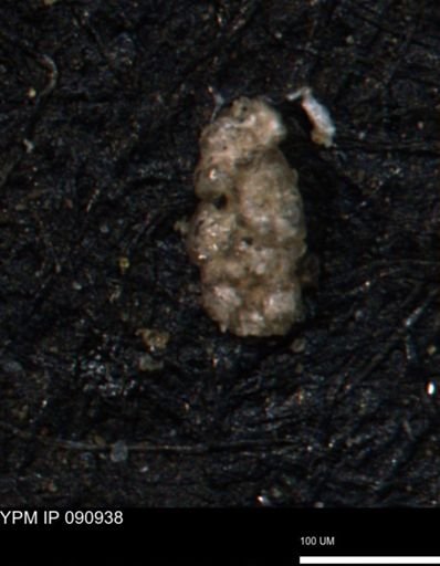 Ammobaculoides phaulus