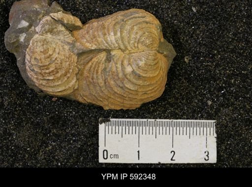 Inoceramus comancheanus