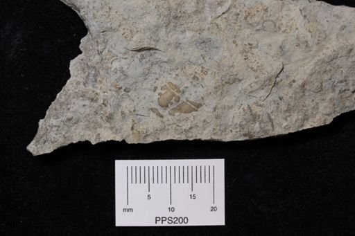Flexicalymene sp. senaria