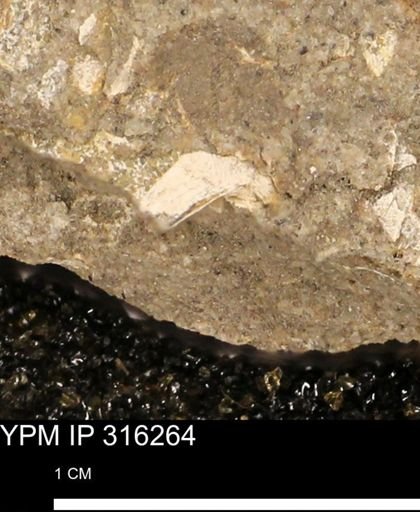 undet. Mollusca