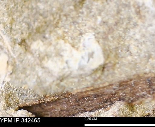 undet. Mollusca