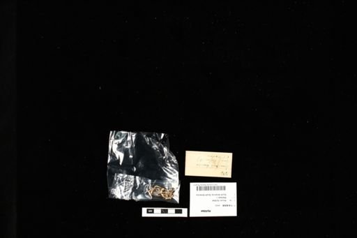 Hylidae