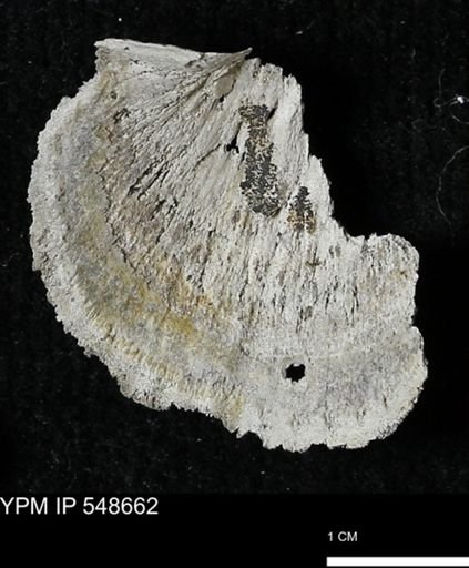Strophodonta?
