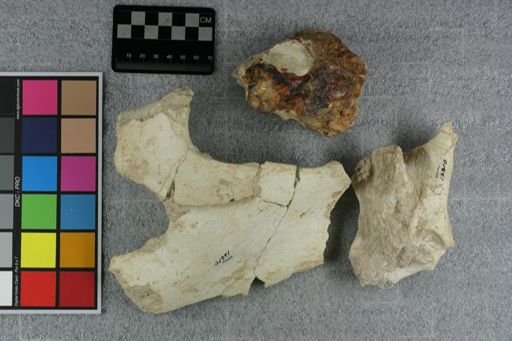 Archaeotherium sp.