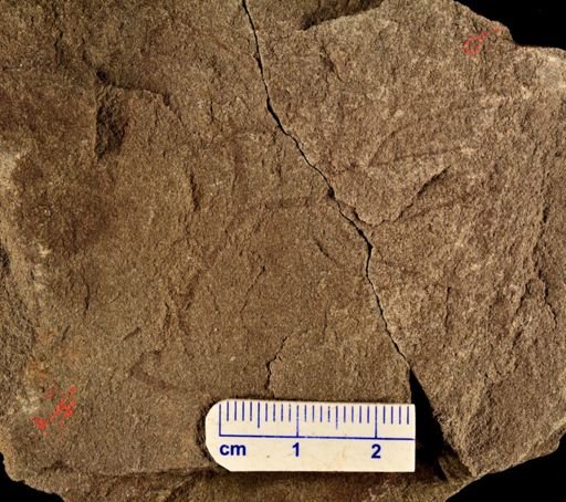Hostinella sp.