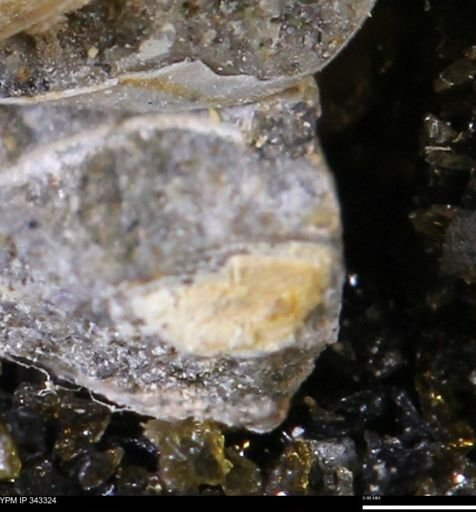undet. Bivalvia
