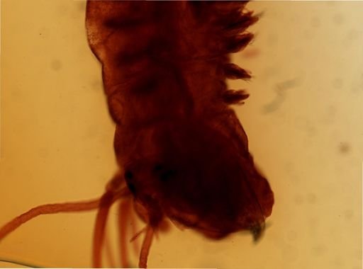 Platynereis dumerilii