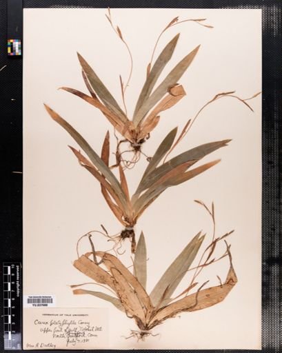Carex platyphylla