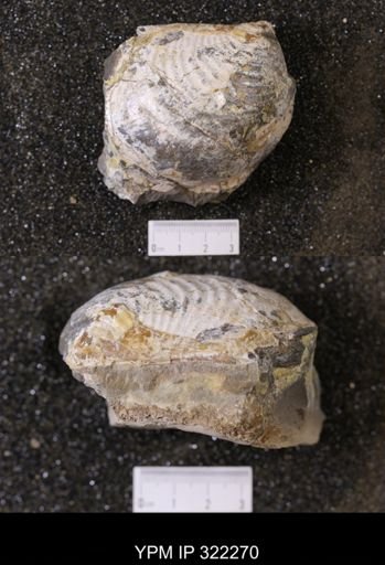 Inoceramus sp.