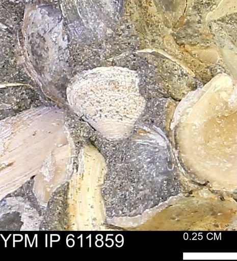 Protocardia sp.