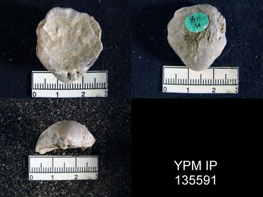 Athyris semiconcava