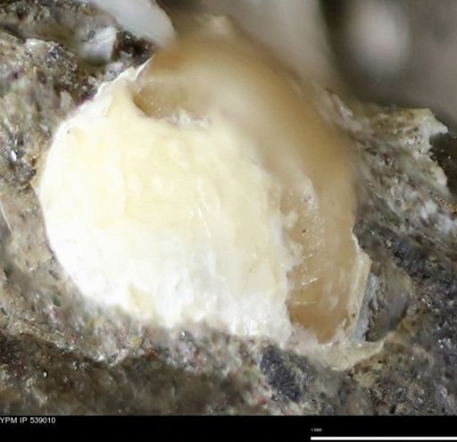 Corbulamella gregaria