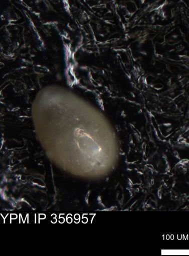 undet. Foraminiferida