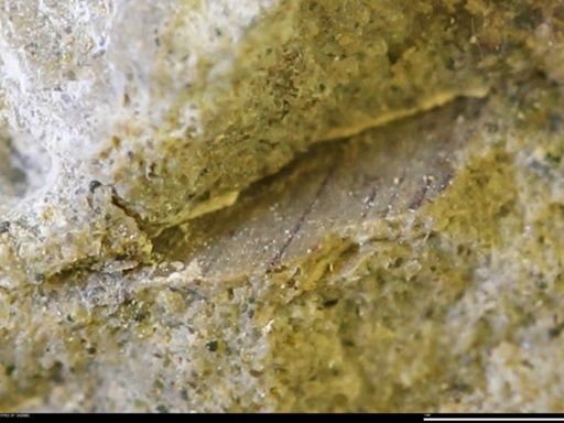 undet. Mollusca