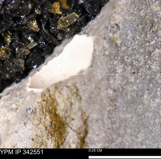 undet. Bivalvia