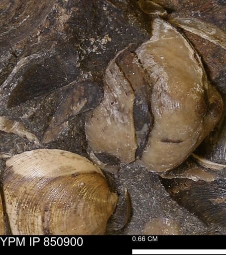 Limopsis striatopunctatus