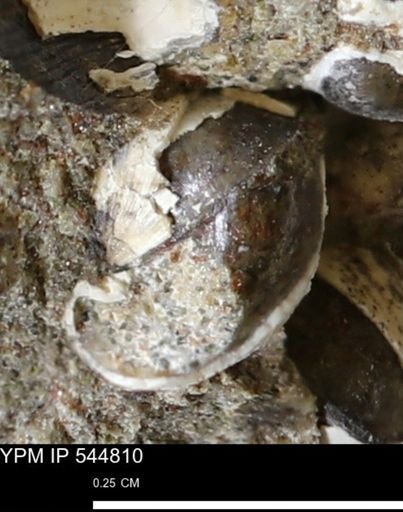 Corbulamella gregaria