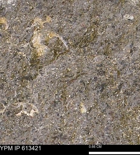 Scaphites sp.