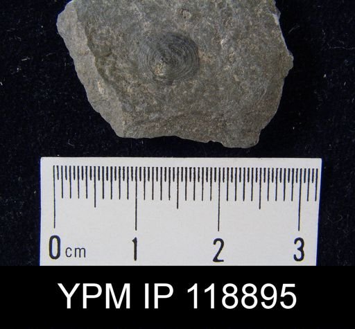 Orbiculoidea subplana