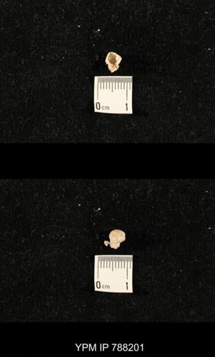 taxon undetermined