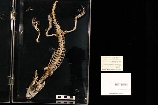 Alligator mississippiensis