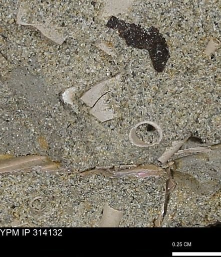 undet. Mollusca