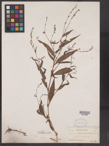 Polygonum punctatum