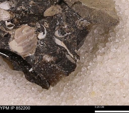 undet. Bivalvia