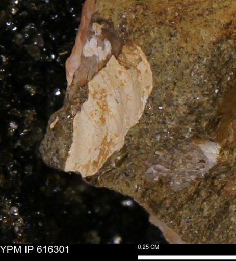 Protocardia subquadrata