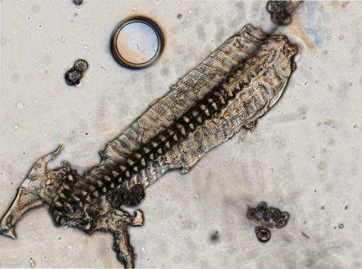 Dendronotus frondosus