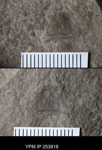 Eurypterus sp.