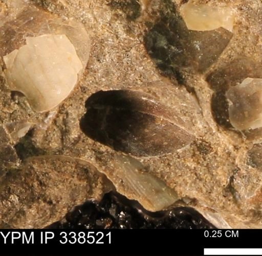 Protocardia subquadrata