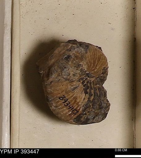 Scaphites sp.