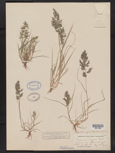 Eragrostis megastachya