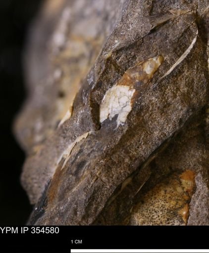Pseudoptera subtortuosa