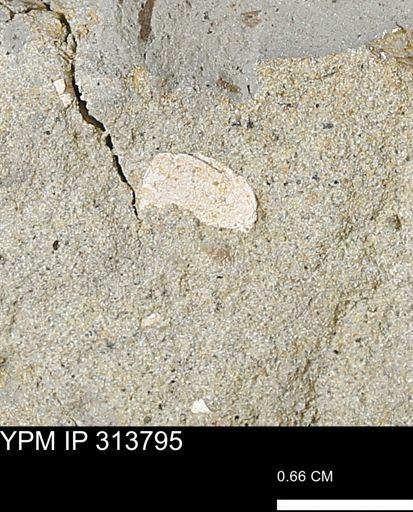 undet. Mollusca