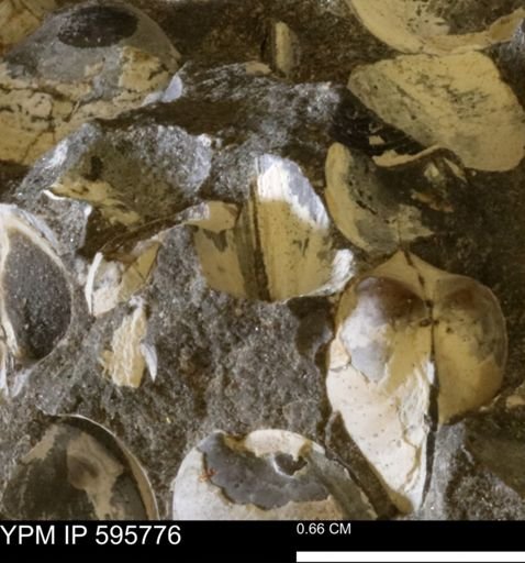 Protocardia sp.