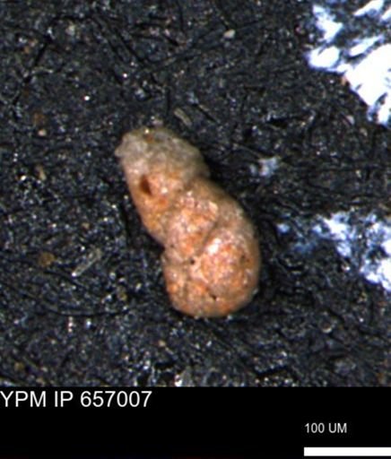 Ammobaculites euides