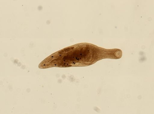 Distomum perlatum