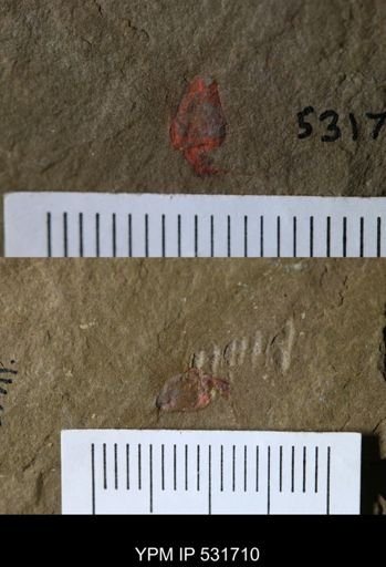 undet. Stylophora