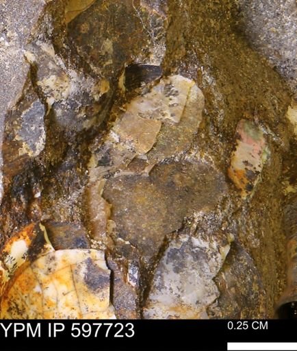 undet. Bivalvia