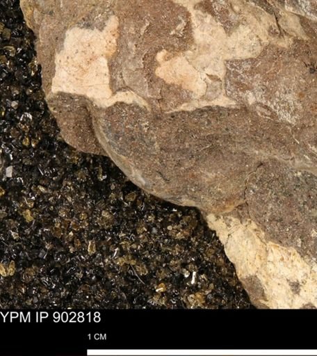 undet. Mollusca