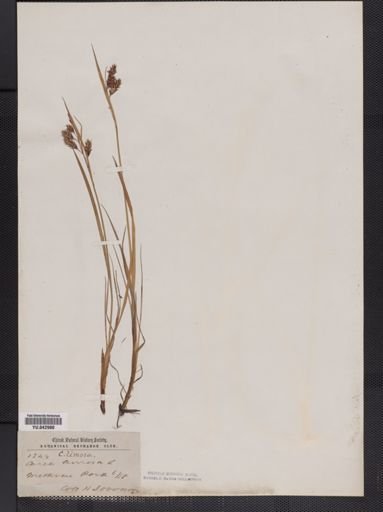 Carex limosa