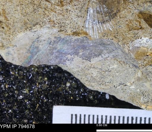 Hoploscaphites sp.