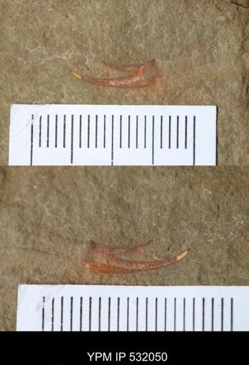Arthropoda