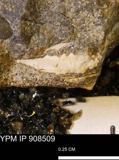 undet. Mollusca